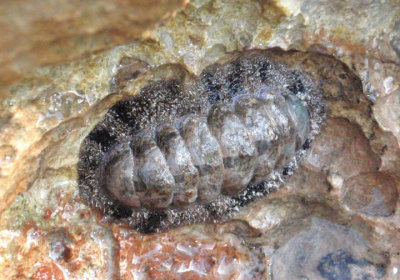 Fuzzy Chiton