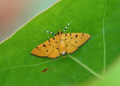 5247 - Phaedropsis stictigramma; Phaedropsis Moth species