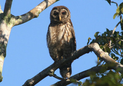 Barred Owl; juvenile