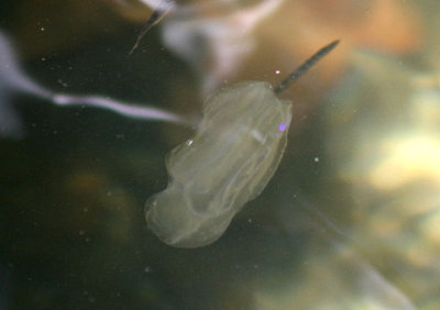 McCrady's Comb Jelly