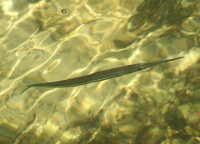 Atlantic Needlefish