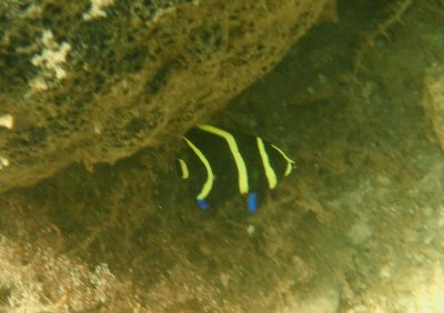 French Angelfish; juvenile