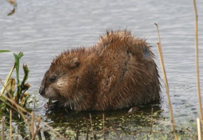 Muskrat