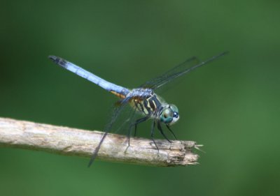 Pachydiplax longipennis; Blue Dasher; male