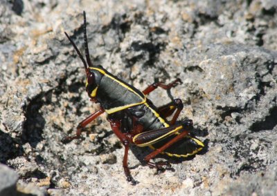Romalea microptera; Eastern Lubber Grasshopper; immature
