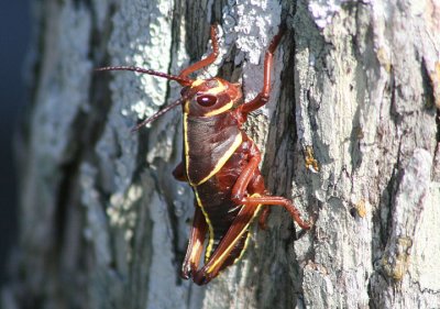 Romalea microptera; Eastern Lubber Grasshopper; freshly molted immature