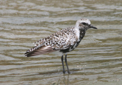 Black-bellied Plover; transitional plumage
