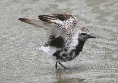 Black-bellied Plover; transitional plumage