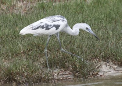 Little Blue Heron; molting immature