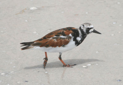 Ruddy Turnstone; breeding