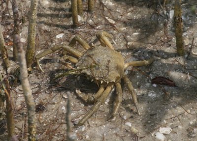 Common Spider Crab