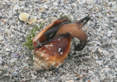 Florida Fighting Conch