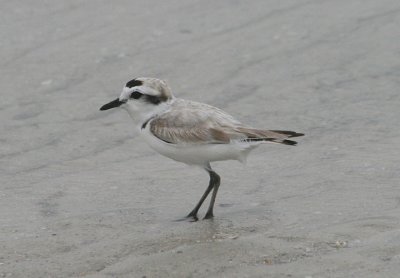 Snowy Plover; breeding