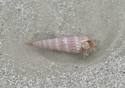 Long-clawed Hermit Crab in Common American Auger shell