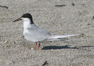 Forster's Tern; breeding