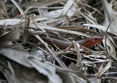 Southeastern Five-lined Skink; breeding male