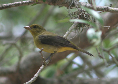 Scarlet Tanager; female