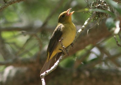 Scarlet Tanager; female