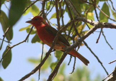 Summer Tanager; first year male