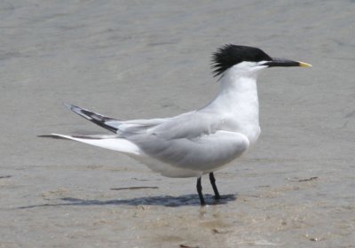 Sandwich Tern; breeding