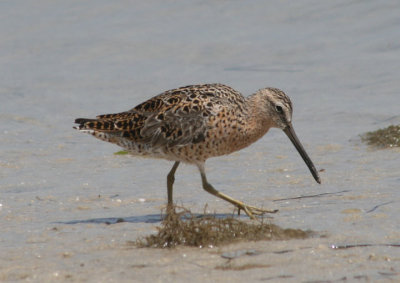 Short-billed Dowitcher; breeding