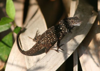 Cuban Brown Anole; exotic