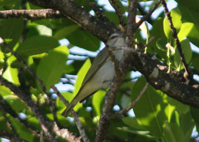 Black-whiskered Vireo