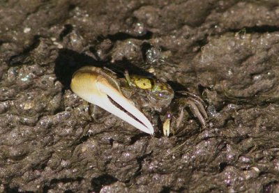 Sand Fiddler