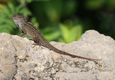Cuban Brown Anole; exotic
