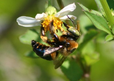 Xylocopa micans; Southern Carpenter Bee