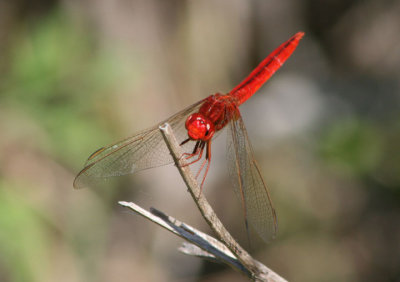 Crocothemis servilia; Scarlet Skimmer; male; exotic
