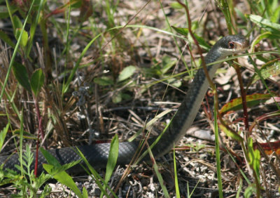 Southern Black Racer