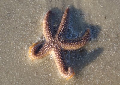 Forbes' Common Sea Star
