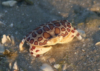 Calico Crab