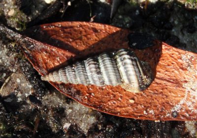 Ladder Horn Shell