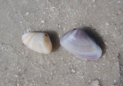 Coquina Shells