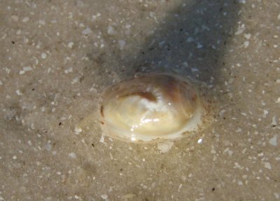 Common Atlantic Margin Shell