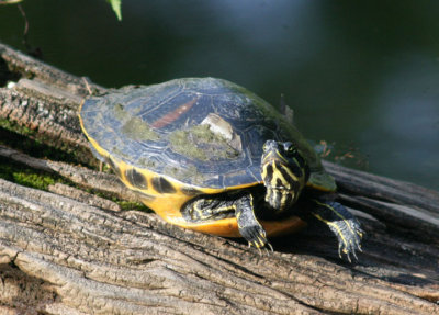 Florida Red-bellied Cooter