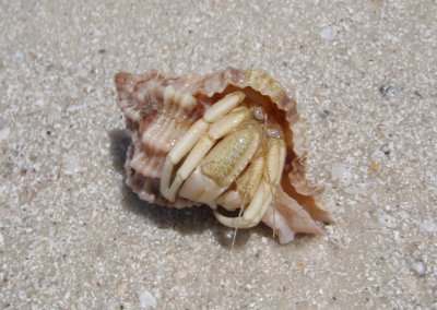 Flat-clawed Hermit Crab in Apple Murex shell