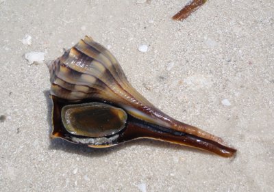 Lightning Whelk