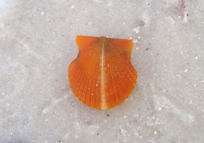 Scallop Shell species