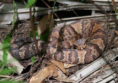 Florida Cottonmouth; juvenile