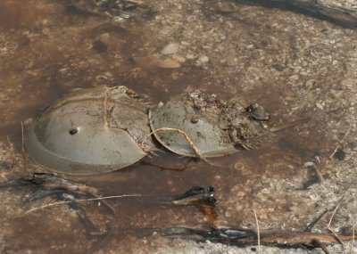 Horseshoe Crab pair