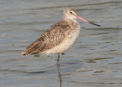 Marbled Godwit