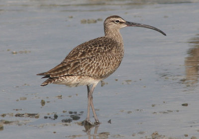 Whimbrel