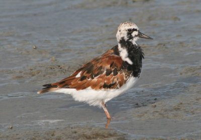 Ruddy Turnstone; breeding