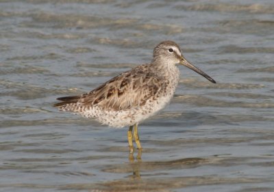 Short-billed Dowitcher; transitional plumage