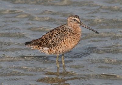 Short-billed Dowitcher; breeding