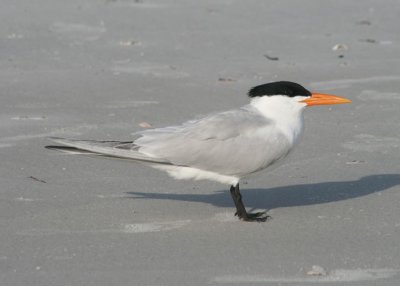 Royal Tern; breeding