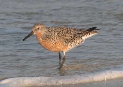 Red Knot; breeding